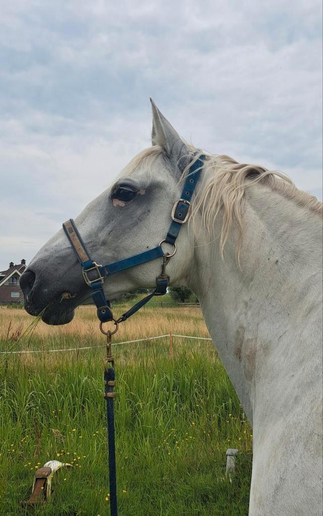 Bijrijder gezocht voor lusitano merrie van 13 jaar, Dieren en Toebehoren, Paarden en Pony's | Overige Paardenspullen, Dressuur