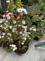 Herfst aster vaste tuin plant paar wit €6, Ophalen, Overige soorten, Halfschaduw
