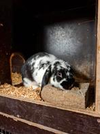 Hangoor voedster, Dieren en Toebehoren, Konijnen, Vrouwelijk, Hangoor, 0 tot 2 jaar