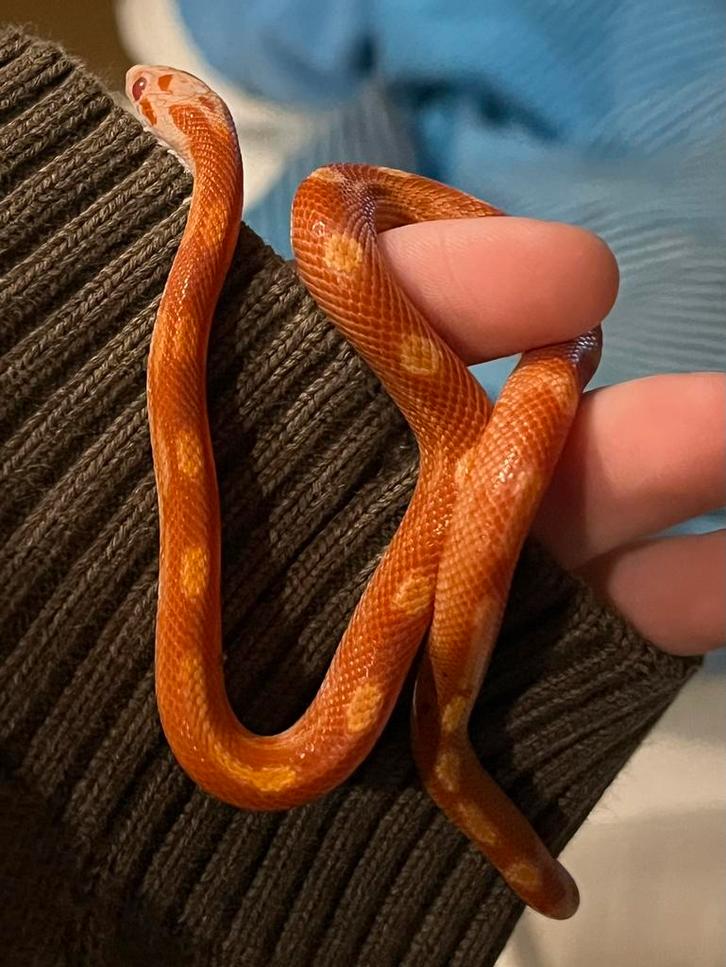 Pantherophis Guttatus 1.0