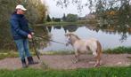 2 veulentjes,  fewspot merrie en luxe vos hengstje, Dieren en Toebehoren, Pony's, Niet van toepassing, A pony (tot 1.17m), Meerdere dieren
