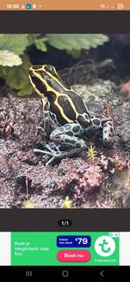 Ranitomeya variablis geel, Dieren en Toebehoren, Reptielen en Amfibieën, Amfibie
