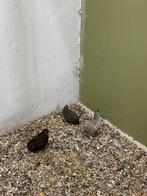 Chinese kwartels 5stuks, Dieren en Toebehoren, Vogels | Overige Vogels, Meerdere dieren