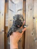 Pomsky F3 pups beschikbaar, kleinblijvend, Dieren en Toebehoren, Rabiës (hondsdolheid), 8 tot 15 weken, Poolhond, Meerdere