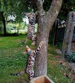 Schitterende bengaal kittens met stamboom, Meerdere dieren, Gechipt, 0 tot 2 jaar