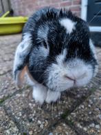 Lief konijn zoekt een huisje, Dieren en Toebehoren, Konijnen, Mannelijk