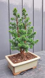 ’Kerstboompje’ Bonsai Chamaecyparis thyoide, In pot, Minder dan 100 cm, Bonsai, Groene kamerplant