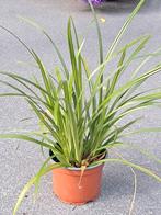 Zegge (Carex) stekken 29 stuks, Ophalen, Halfschaduw, Overige soorten, 100 tot 250 cm