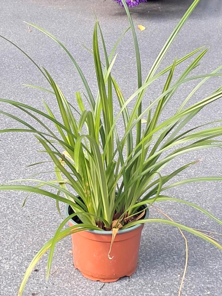 Zegge (Carex) stekken 29 stuks, Tuin en Terras, Planten | Bomen, Overige soorten, 100 tot 250 cm, Halfschaduw, Ophalen