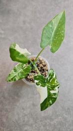 Alocasia Okinawa Silver Variegata, Ophalen of Verzenden, Halfschaduw, Minder dan 100 cm