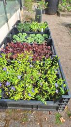 Diverse tuinplanten, Ophalen, Siergrassen