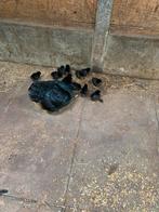 Kuikens te koop, Dieren en Toebehoren, Pluimvee, Geslacht onbekend, Kip