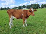 roodbont pink, Dieren en Toebehoren, Runderen, Vrouwelijk, 0 tot 2 jaar