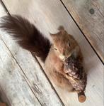 Taxidermie. Eekhoorn. Wanddecoratie., Ophalen of Verzenden, Gebruikt, Overige soorten, Opgezet dier