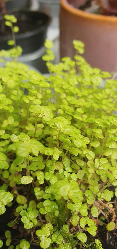 Allemaal leuke plantjes, klik op de foto's van alle adv., Huis en Inrichting, Kamerplanten, Minder dan 100 cm, Halfschaduw, Ophalen