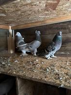 Te koop takla duiven, Dieren en Toebehoren, Vogels | Duiven