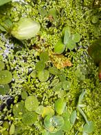 Vijver drijfplanten, Tuin en Terras, Ophalen of Verzenden, Nieuw