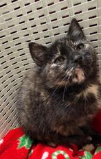 Kittens kruising oosterse korthaar, Dieren en Toebehoren, Katten en Kittens | Overige Katten, Meerdere dieren, Kortharig, 0 tot 2 jaar