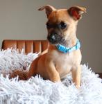 Mooie Jackrussel kruising, Dieren en Toebehoren, Jack Russell Terriër, Reu, 8 tot 15 weken, Rabiës (hondsdolheid)