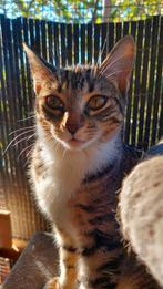 Lieve kitten knuffelpoes Lotje, Dieren en Toebehoren, Katten en Kittens | Overige Katten, Kater, Kortharig, 0 tot 2 jaar