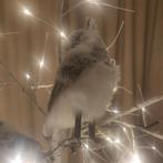 Verlichte witte kerstboom, Diversen, Kerst, Ophalen, Zo goed als nieuw
