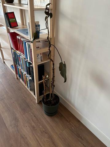 Philodendron (inclusief pot) beschikbaar voor biedingen