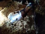 Geitjes, Dieren en Toebehoren, Vrouwelijk, Geit