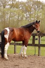 Lief, betrouwbaar en kalm allround recreatiepaard, Dieren en Toebehoren, Gechipt, Ruin, L, 160 tot 165 cm