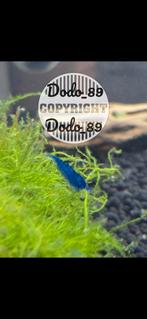 Blue velvet garnalen. Blauwe garnalen, Kreeft, Krab of Garnaal