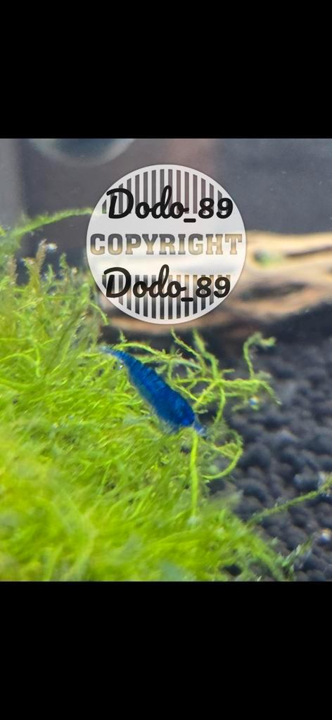 Blue velvet garnalen. Blauwe garnalen, Dieren en Toebehoren, Vissen | Aquariumvissen, Kreeft, Krab of Garnaal