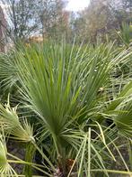 Chamaerops humilis – sterke mediterrane dwergpalm, Ophalen, Overige soorten, Volle zon