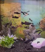 Zwarte Molly’s – Gratis / symbolische prijs, Dieren en Toebehoren, Vis