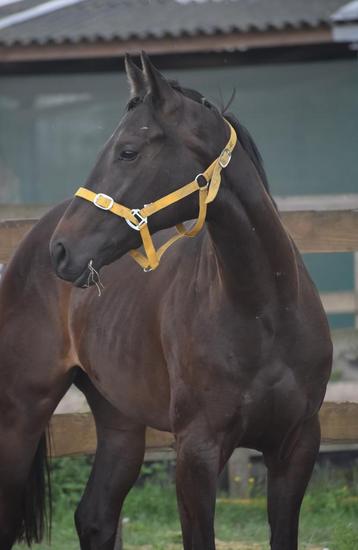 Lieve , superbrave, jonge merrie beschikbaar voor biedingen
