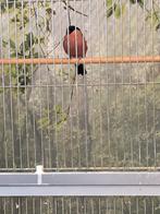 Noorse goudvinken, Meerdere dieren, Wildzangvogel