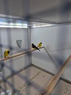 Vietnamese groenlingen, Dieren en Toebehoren, Vogels | Overige Vogels, Mannelijk