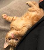 Devon rex, Dieren en Toebehoren, Kater, Gechipt, 0 tot 2 jaar