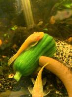 ancistrus gold/albino meervallen algeneter, Dieren en Toebehoren, Vissen | Aquariumvissen, Vis