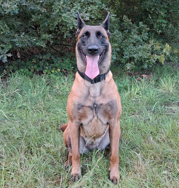 Belgische Herderspups (Malinois / Mechelaar) uit Prestatie-, Dieren en Toebehoren, Honden | Dekreuen, Meerdere dieren, Fokker | Professioneel