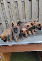 Mechelse x Duitse herder pups, Dieren en Toebehoren, Honden | Herdershonden en Veedrijvers, CDV (hondenziekte), Particulier, Meerdere