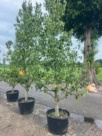 Perenbomen, Conference voor maar € 139,50 !!!!, Tuin en Terras, Ophalen, Lente, Volle zon, Perenboom
