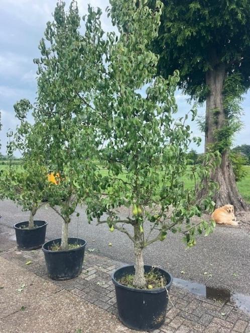 Perenbomen, Conference voor maar € 139,50 !!!!, Tuin en Terras, Planten | Fruitbomen, Perenboom, 250 tot 400 cm, Volle zon, Lente
