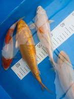 Koi kappertjes., Dieren en Toebehoren, Vissen | Vijvervissen, Karper of Koi