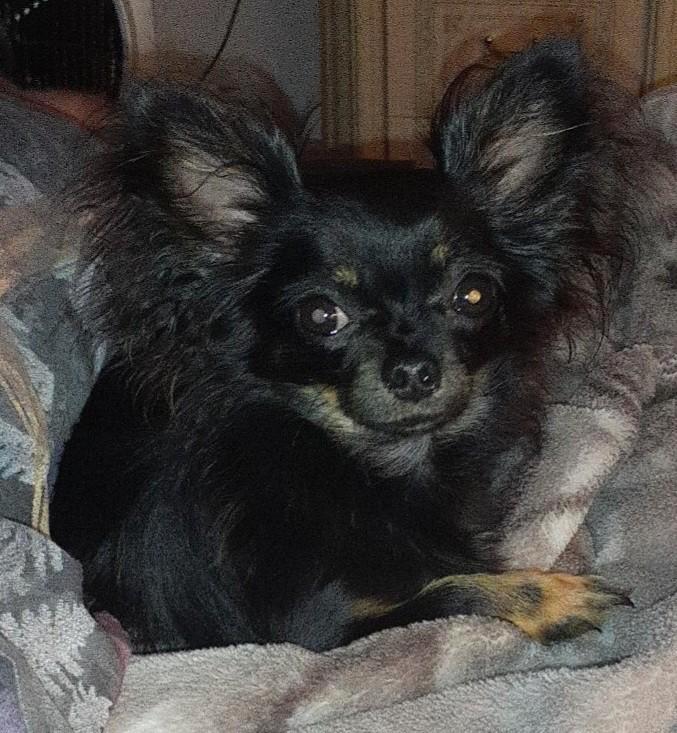 Jacky kleine dekreu 100% chihauha, Dieren en Toebehoren, Honden | Dekreuen, Reu, Particulier, Eén hond, Nederland, 1 tot 2 jaar