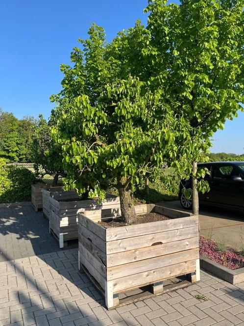 Perenbooom in veilingbak, Tuin en Terras, Planten | Fruitbomen, Perenboom, 100 tot 250 cm, Lente, Ophalen