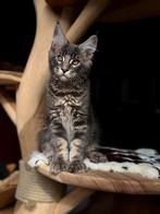 Prachtig MaineCoon nestje, Dieren en Toebehoren, Meerdere dieren