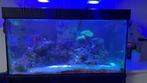 Compleet Zee Aquarium met koralen en vissen, Ophalen, Zo goed als nieuw, Gevuld zeewateraquarium