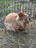 Te koop teab, lief gecastreerd Leeuwenkop konijn, Dieren en Toebehoren, Mannelijk