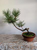 Pinus Bonsai, Tuin en Terras, Planten | Bomen, Bloeit niet, Halfschaduw, Minder dan 100 cm, Overige soorten