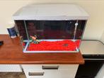 Aquarium 60 liter deksel met ledlamp, Dieren en Toebehoren, Vissen | Aquaria en Toebehoren, Ophalen, Zo goed als nieuw, Gevuld zoetwateraquarium