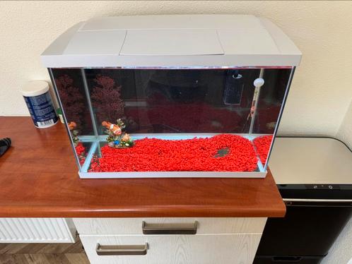 Aquarium 60 liter deksel met ledlamp, Dieren en Toebehoren, Vissen | Aquaria en Toebehoren, Zo goed als nieuw, Gevuld zoetwateraquarium